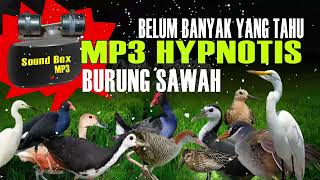 Download lagu Suara Hypnotis semua burung sawah belum banyak yang tahu silahkan gunakan dengan bijak mp3