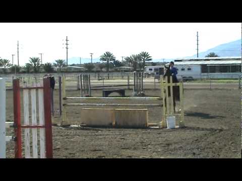 horse videos 235