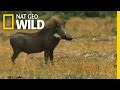 One Tough Warthog Deadly Instincts
