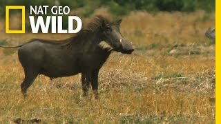 Download lagu One Tough Warthog | Deadly Instincts mp3