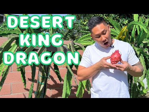 BIGGEST Desert King Dragon Fruit I've Ever Had! Variety Taste Review