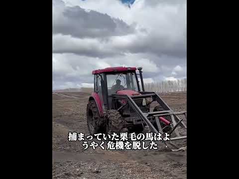 子馬が車を止めて助けを求め、男性が見事に救出…感謝のお辞儀に心打たれる#犬 #動物世界 #動物 #面白い #funny