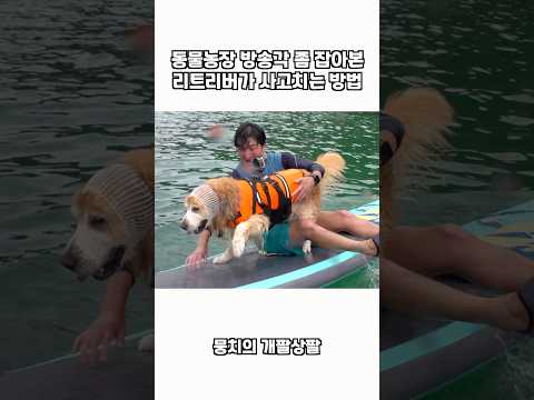 동물농장 방송각 좀 잡아본 리트리버가 사고치는 방법 ㅋㅋㅋ