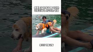 동물농장 방송각 좀 잡아본 리트리버가 사고치는 방법 ㅋㅋㅋ