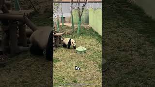 Trapped cub gets a surprise rescue! 🐼 #panda #viral