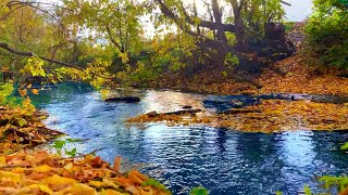 Autumn Colors. Peaceful river flowing sounds. Cozy Autumn ambience with sounds of water, crickets
