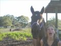 HORSE NEIGHING A LOT