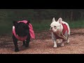 Black Pegasus - Puppy Love - Official Music Video - Ft Daniel Goodin - Prod by Blitz