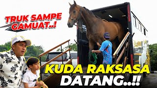 Download lagu GEDE BANGETT..!! KUDA RAKSASA DJALU AKHIRNYA TIBAA..! mp3