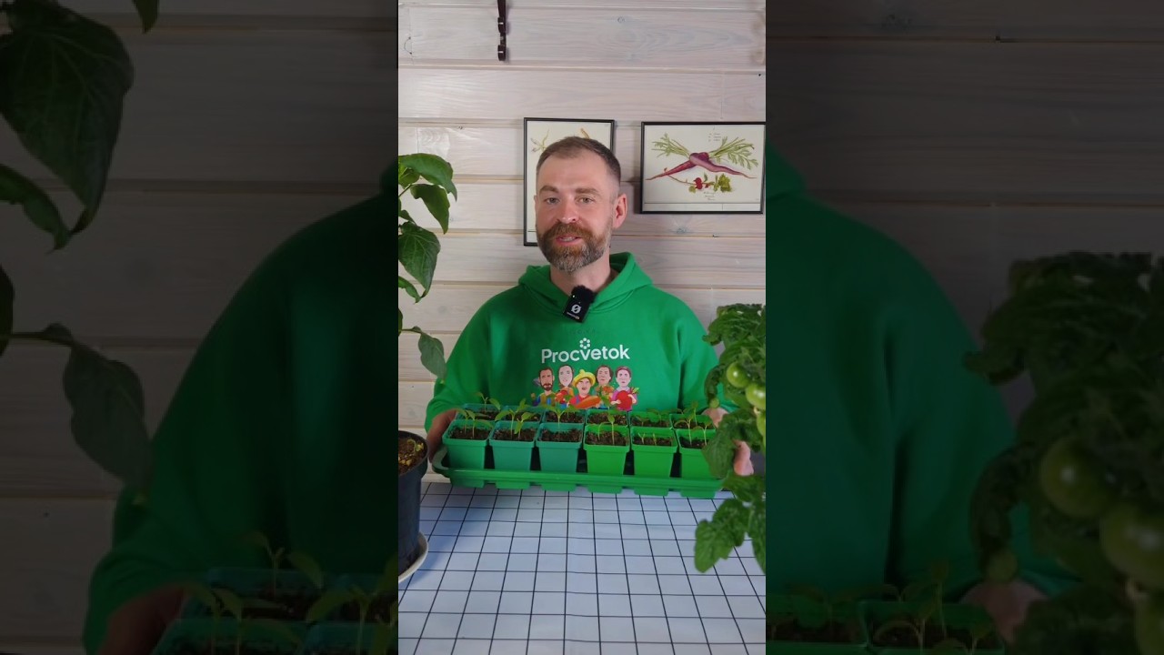 Рассада будет крепкой и коренастой! Когда и чем кормить перцы и томаты