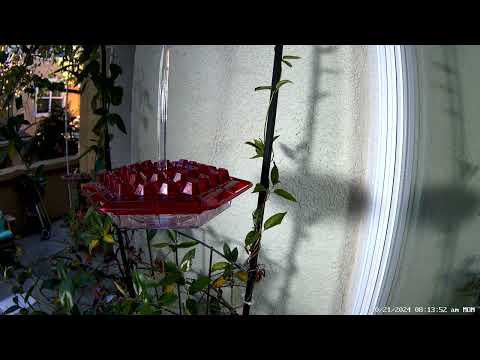 Anna's hummingbirds morning feed