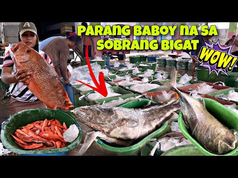EP-412 |  Lapu-Lapung pula nabebenta daw ng isang libo per kilo? | Ang daming malalaking isda dito