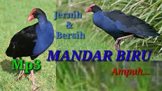 Download lagu Suara pikat mandar biru paling ampuh, jernih dan bersih || Mp3 mp3 Download lagu Suara pikat mandar biru paling ampuh, jernih dan bersih || Mp3 mp3