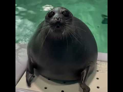 #seal #obesity