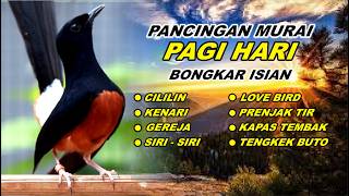 Download lagu 🔴 LIVE 05 - Pancingan Murai Batu Pagi Hari Full Isian Tembakan kasar & panjang Bikin Murai emosi mp3 Download lagu 🔴 LIVE 05 - Pancingan Murai Batu Pagi Hari Full Isian Tembakan kasar & panjang Bikin Murai emosi mp3