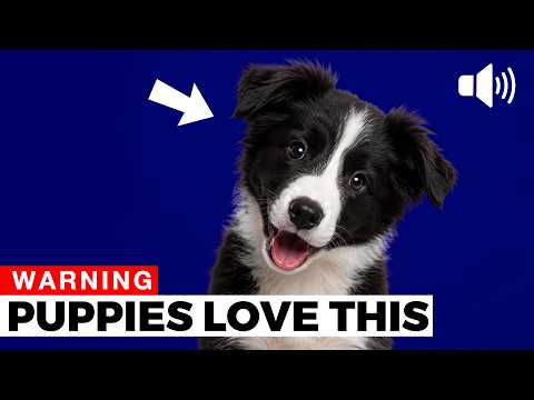 10 Sounds That Make Puppies React Instantly 🐶