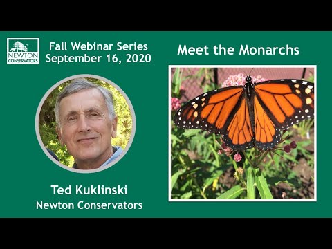 Meet the Monarchs