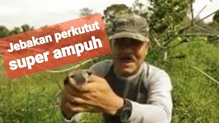 Download lagu Reaction jebakan perkutut dari JAYA CHANNEL yang super ampuh anti gagal mp3
