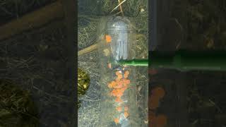 Download lagu Biological control #backswimmer #insects #insect #pestcontrol #entomology mp3 Download lagu Biological control #backswimmer #insects #insect #pestcontrol #entomology mp3