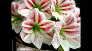 los temerarios- nunca es tarde