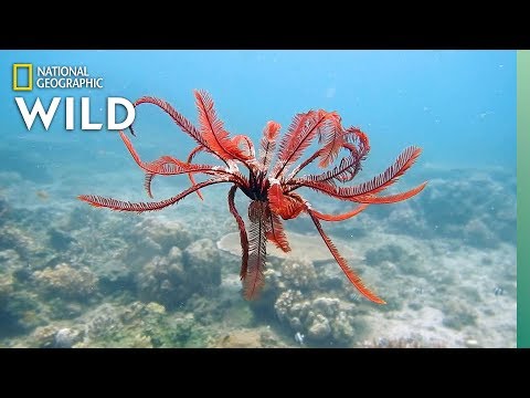 Feather Stars and Their Animal Invaders