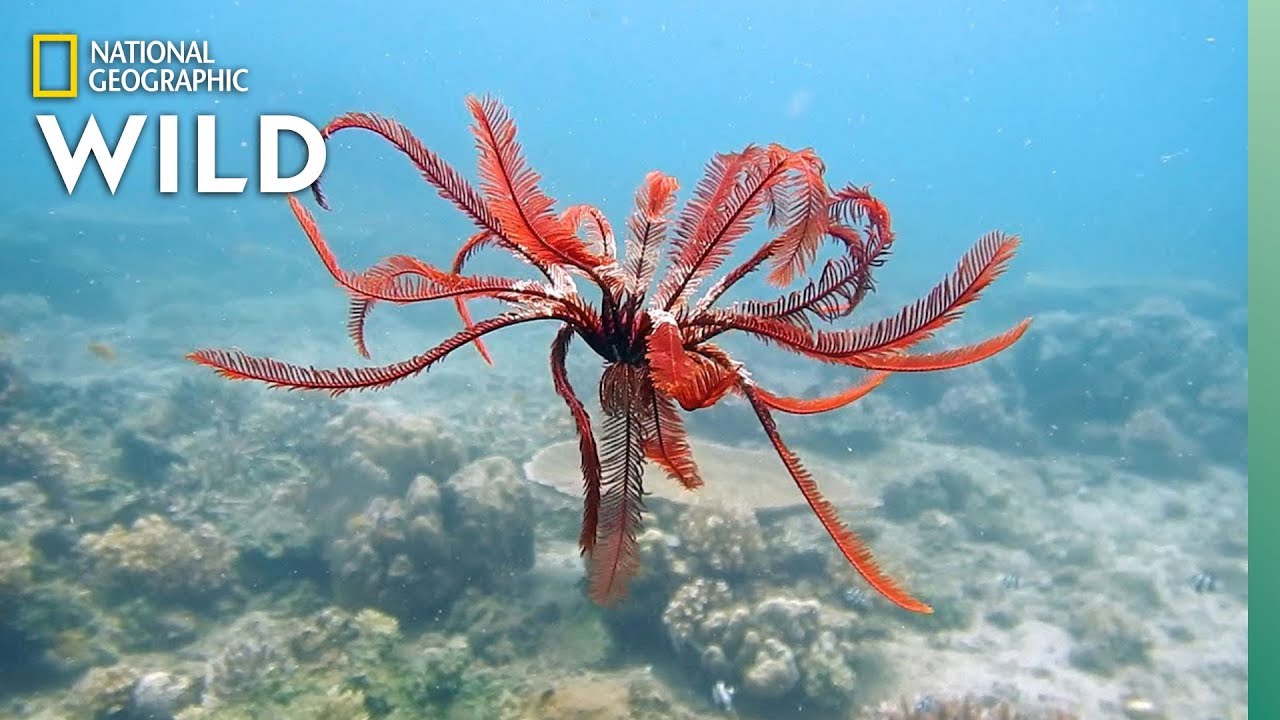 Feather Stars and Their Animal Invaders | Nat Geo Wild