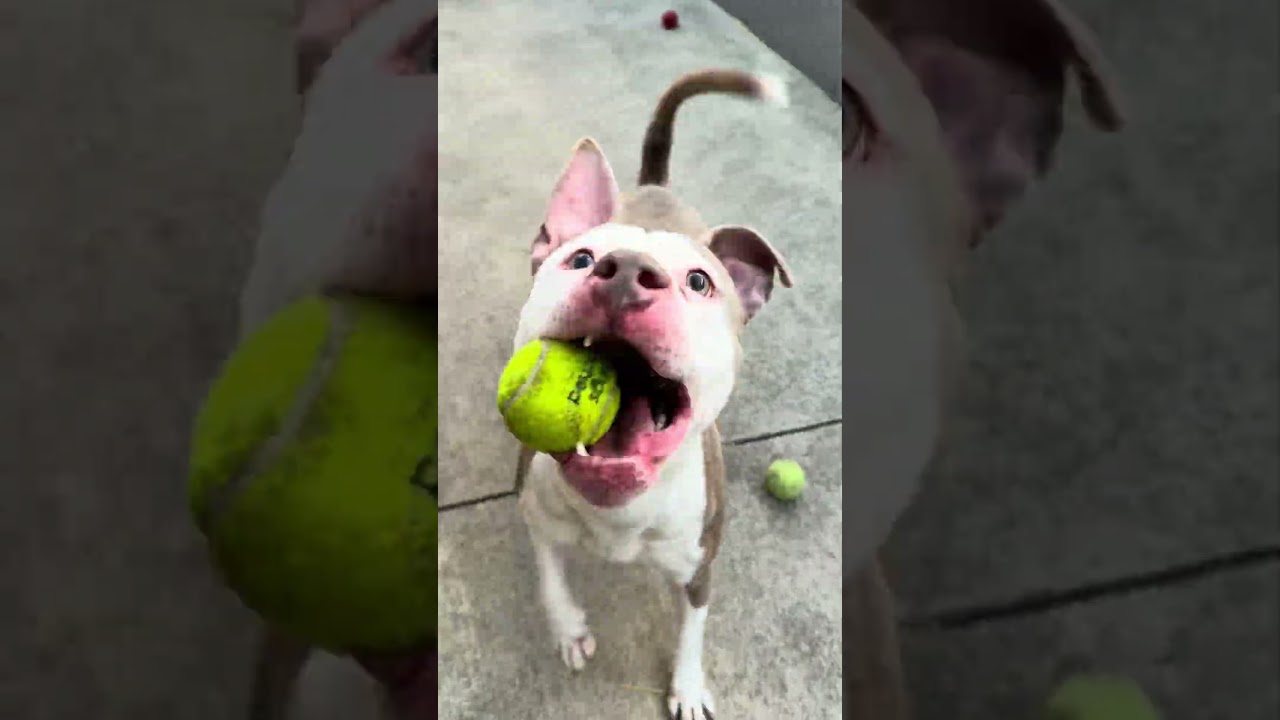 Enlarge Kokomo, a ADOPTABLE Pit Bull Terrier in Chicago, IL video 2/5