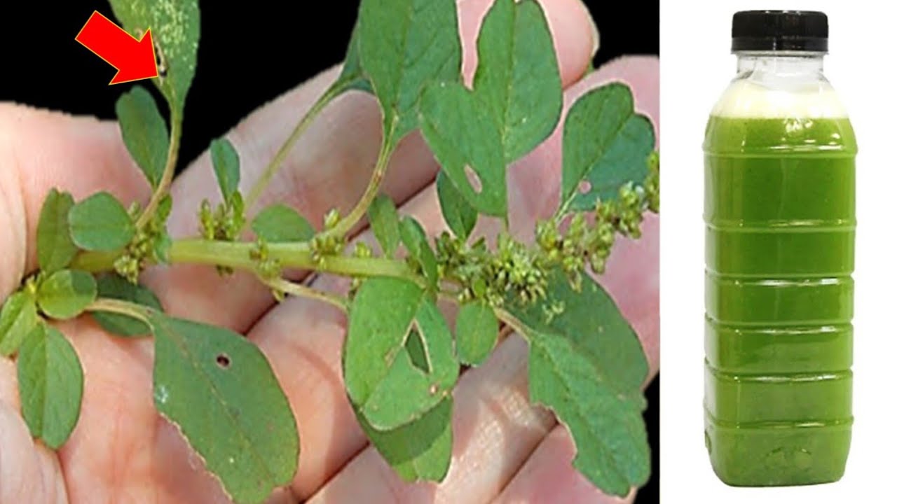 1 folha dessa planta destrói Diabetes, Dores, Inflamação, Fígado, Pressão Alta (Melhor que Remédio)