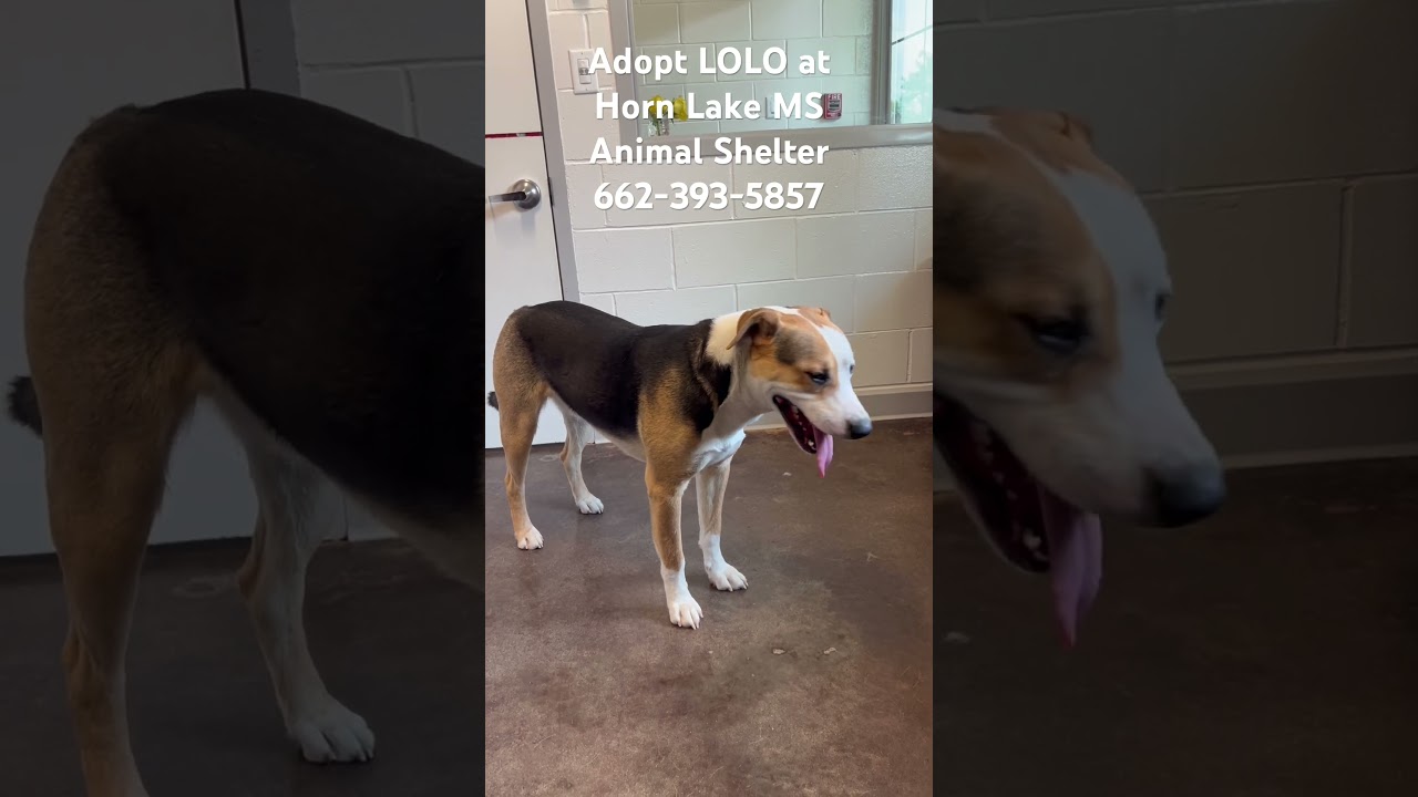 Enlarge Lolo, a ADOPTABLE mixed breed in Horn Lake, MS video 6/6