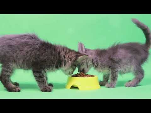 The Ultimate Guide to the Top 5 Cat Food