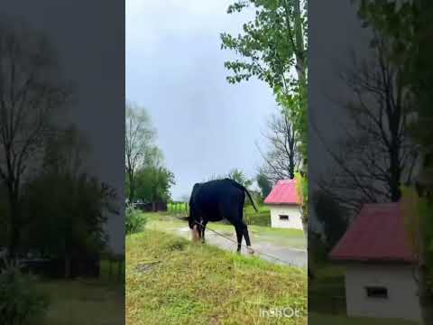 Kainat a j k...Parindu the sound high mountains and this rain