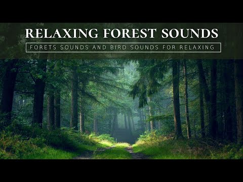 Nature Sounds - Birds Chirping - Relaxing Nature Videos and Sounds (No ads)