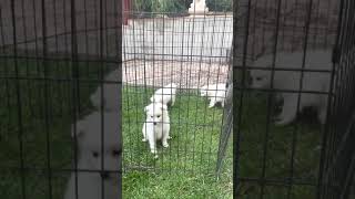 American Eskimo Dog Puppies Videos