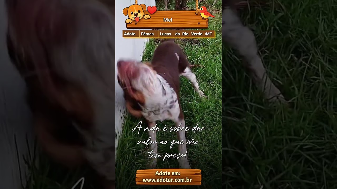 Cachorro raça SRD-ViraLata idade 2 a 6 meses nome Mel