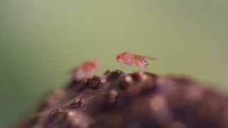 fruitfly