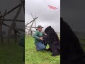 Never wrestle a bear! #shorts #animals #dangerousanimals