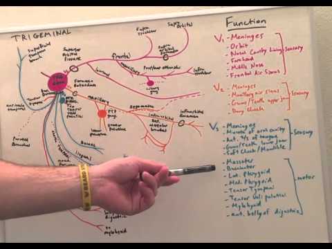 Cranial Nerve V - Anatomy Lecture for Medical Students - USMLE Step 1