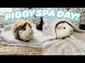 PIGGY SPA DAY HOW TO BATHE YOUR GUINEA PIGS