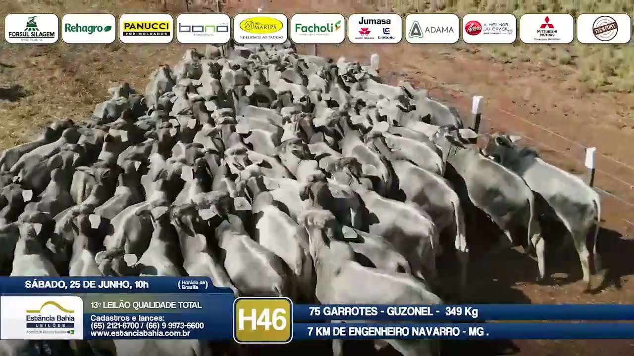 Vídeo LOTE H46 - 13º Leilão Qualidade Total 2022