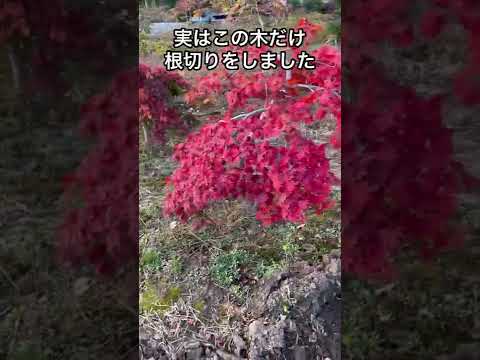 Le dictionnaire du jardinier