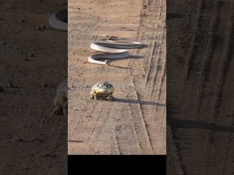 Snake chasing bull frog.