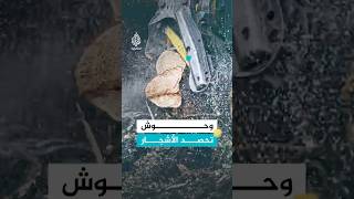 داخل كيلدر في المملكة المتحدة غابة تتحول إلى مصنع ضخم للأخشاب