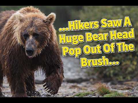 Scary Bear Attacks: The Siyeh Pass Trail Grizzly Bear Attack