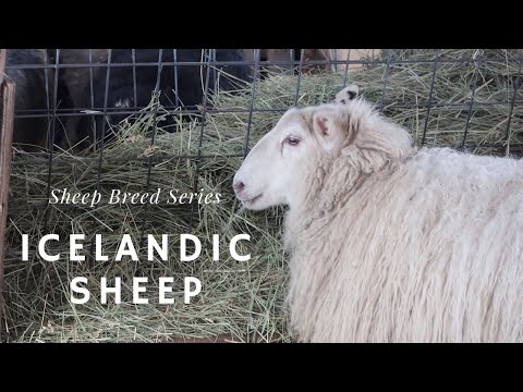 , title : 'Icelandic Sheep - Sheep Breed Series'