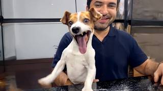 Dogs Being Absolute Clowns Again 🤣 Funniest Dog Videos 2026