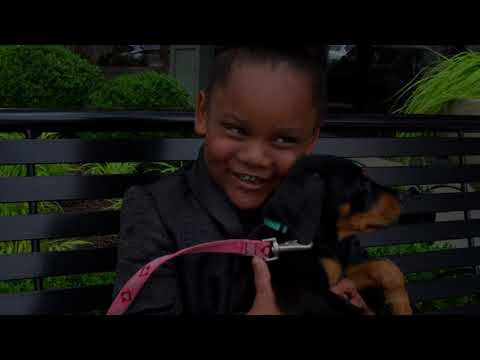 Regal Empire Dobermans (Promo Video)