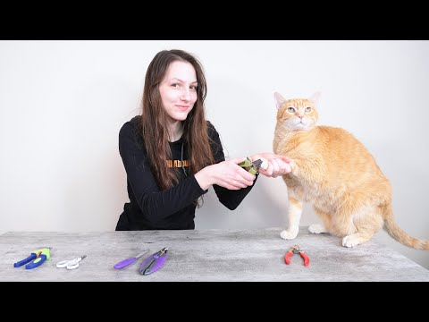 Top 5 Best Cat Nail Clippers (We Tested Them All)