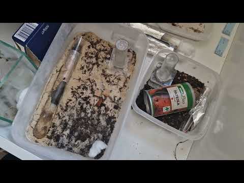 Meine Manica Rubida Ameisen Kolonien Juni 2023