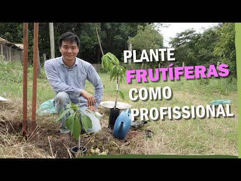 Passo a passo para plantar árvores frutíferas no chão.
