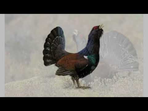 Scottish GROUSE breed in danger of extinction Number of capercaillie in the country falls to just